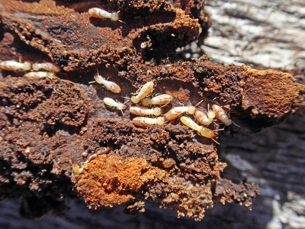 Conoce cómo tratan los expertos con eficacia los problemas de termitas.